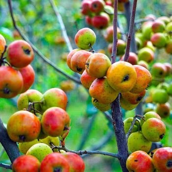 fruit-4580198